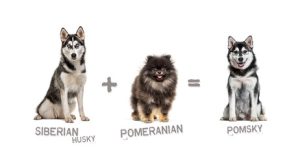 pomsky